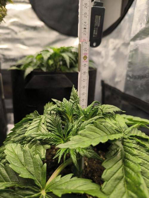 ALL GAS OG AUTO II.. Week 4 - #1