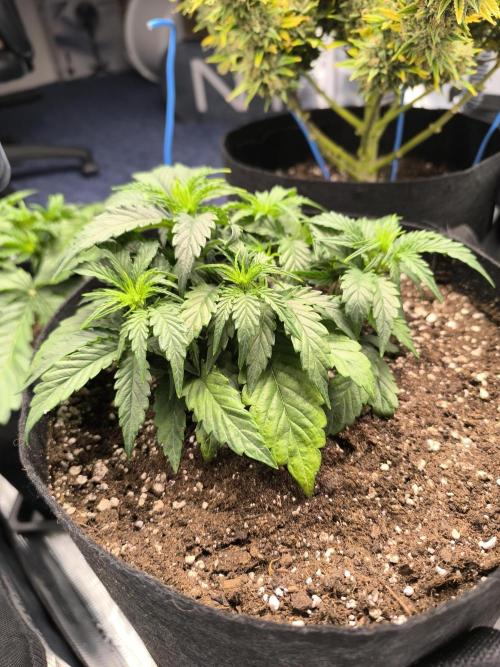 ALL GAS OG AUTO II.. Week 4 - #1