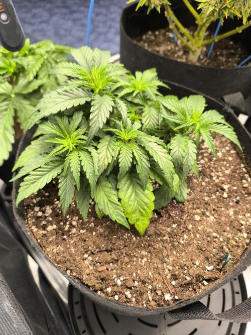 ALL GAS OG AUTO II.. Week 4 - #1