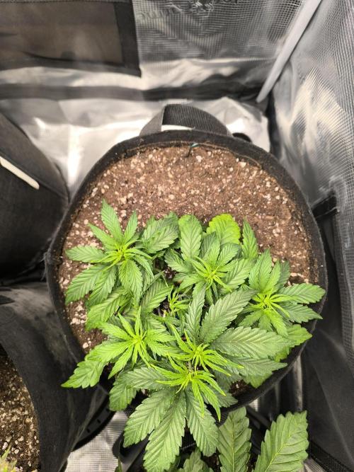 ALL GAS OG AUTO II.. Week 4 - #1