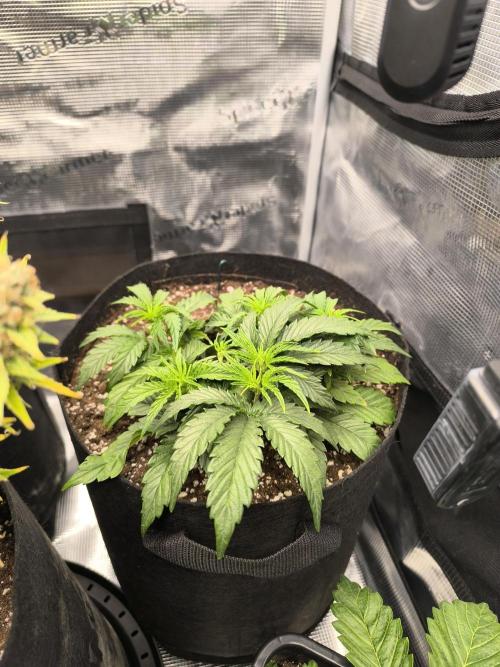 ALL GAS OG AUTO II.. Week 4 - #1