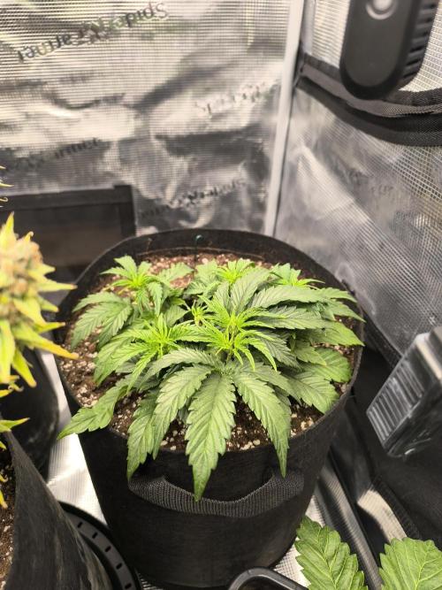 ALL GAS OG AUTO II.. Week 4 - #1