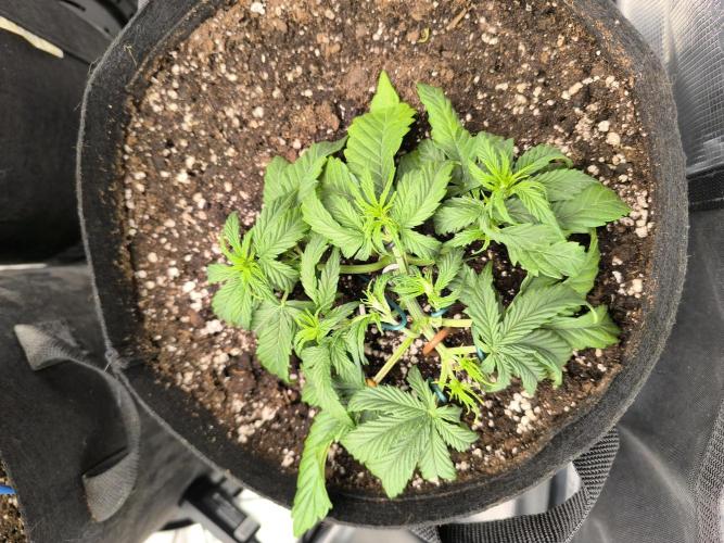 ALL GAS OG AUTO II.. Week 4 - #1