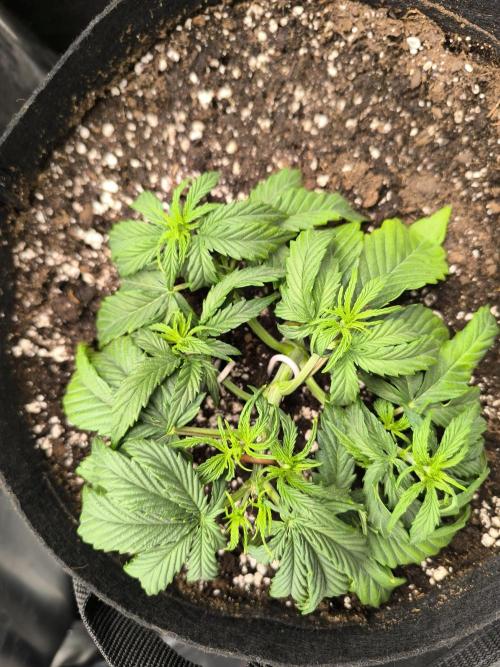 ALL GAS OG AUTO II.. Week 4 - #1