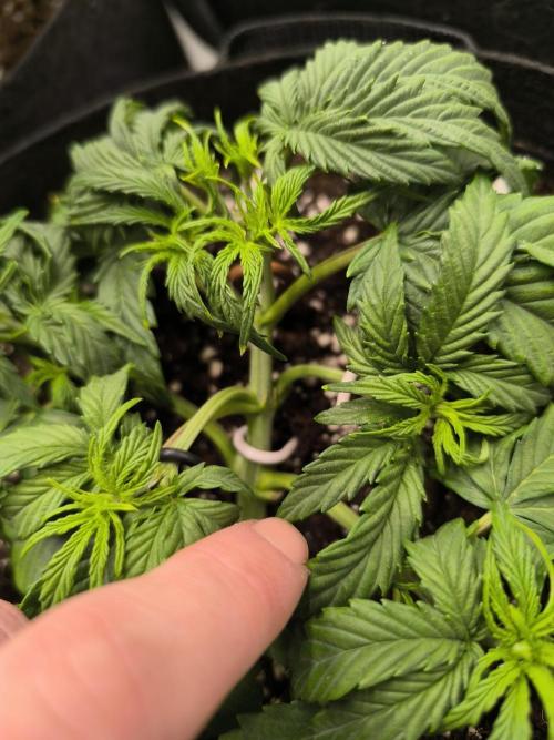 ALL GAS OG AUTO II.. Week 4 - #1