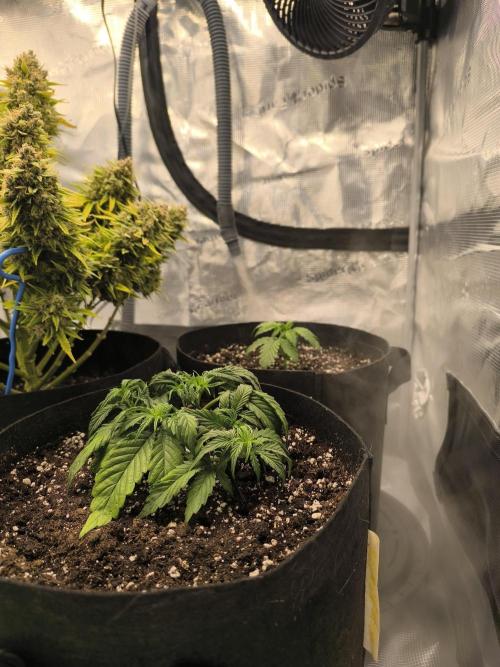 ALL GAS OG AUTO II.. Week 4 - #1