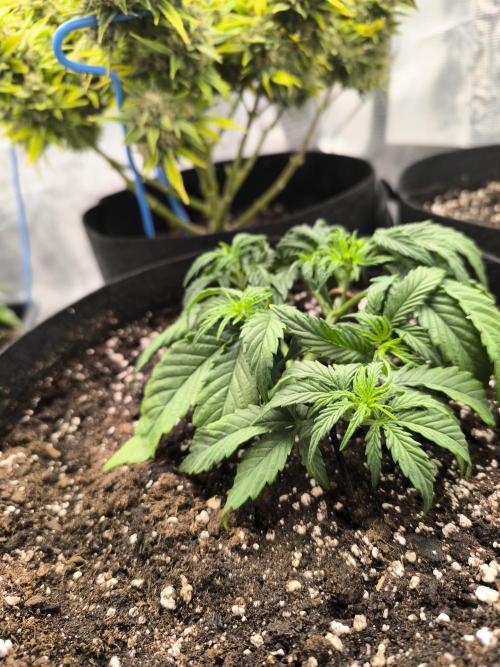 ALL GAS OG AUTO II.. Week 4 - #1