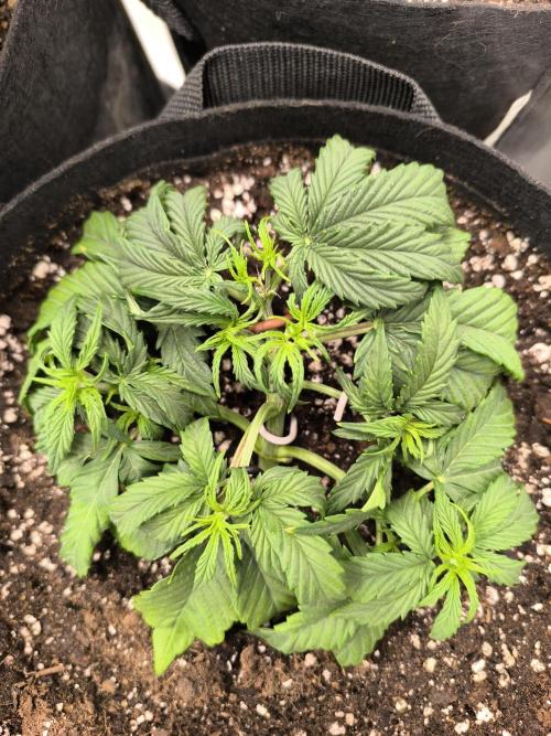 ALL GAS OG AUTO II.. Week 4 - #1