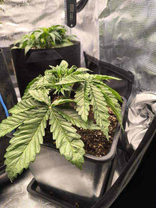 SPECIAL QUEEN 1. Week 4