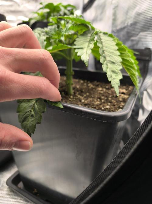 SPECIAL QUEEN 1. Week 4