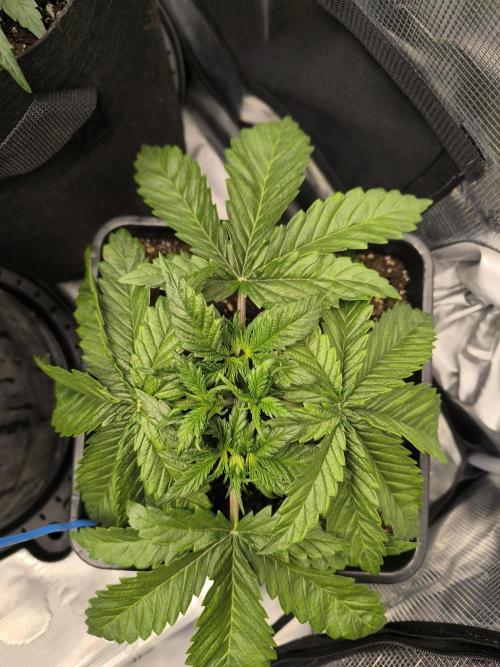 SPECIAL QUEEN 1. Week 4