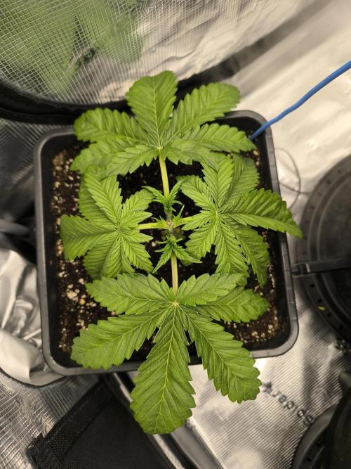 SPECIAL QUEEN 1. Week 4
