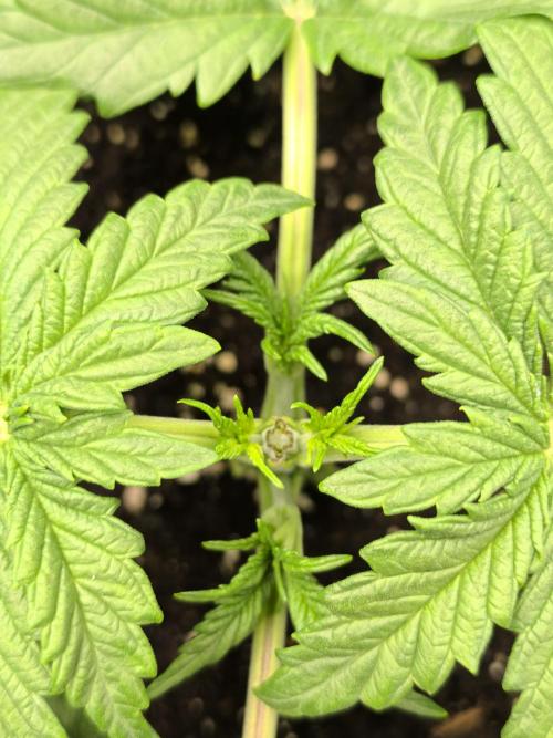 SPECIAL QUEEN 1. Week 4