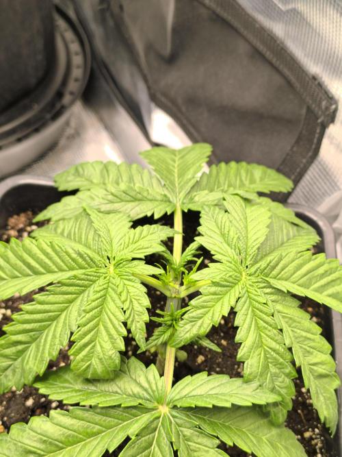 SPECIAL QUEEN 1. Week 4