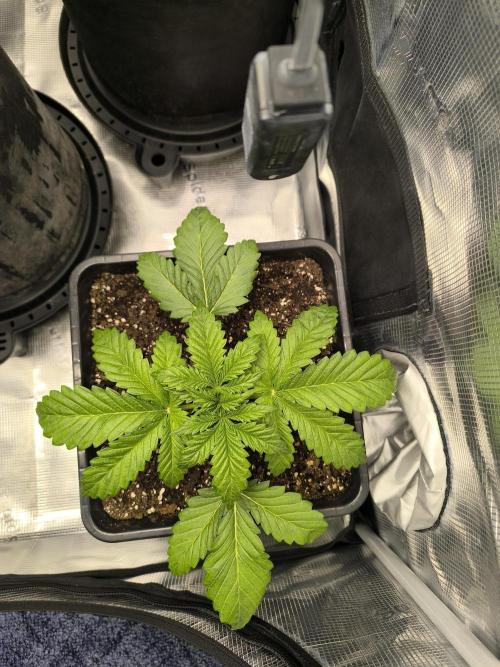 SPECIAL QUEEN 1. Week 4