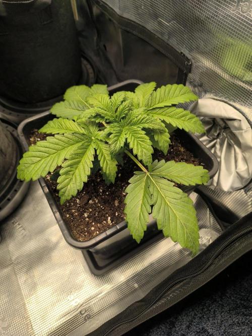 SPECIAL QUEEN 1. Week 4