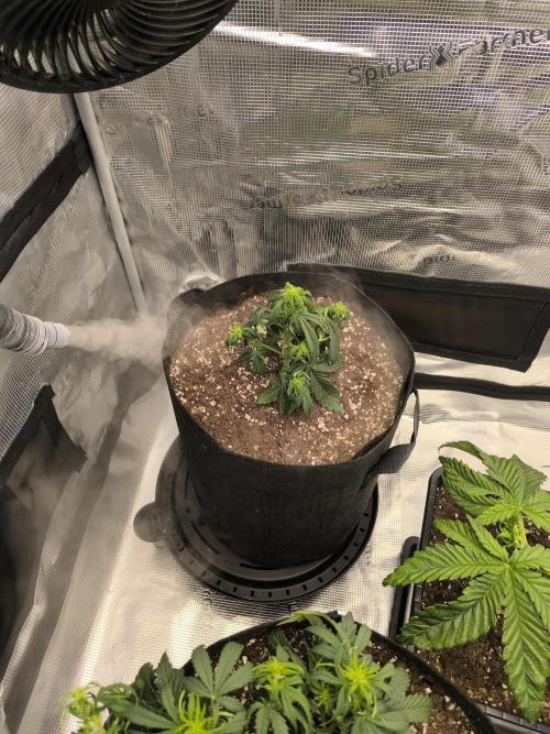 ALL GAS OG AUTO II.. Week 5