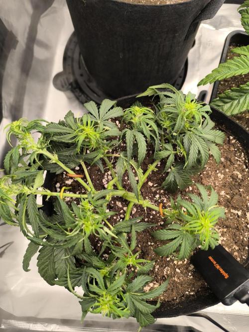 ALL GAS OG AUTO II.. Week 5