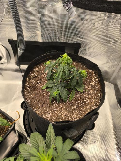 ALL GAS OG AUTO II.. Week 5