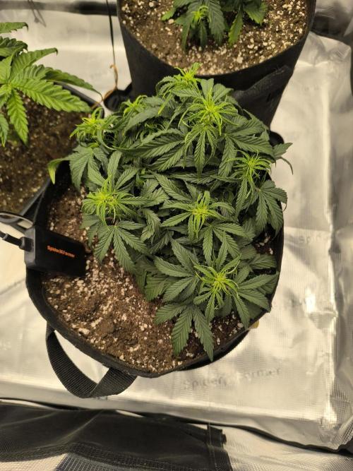 ALL GAS OG AUTO II.. Week 5