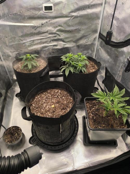 ALL GAS OG AUTO II.. Week 5