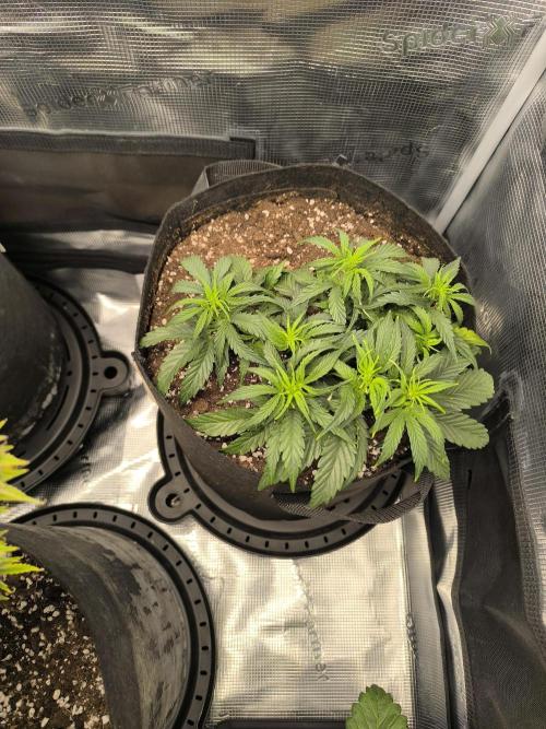 ALL GAS OG AUTO II.. Week 5