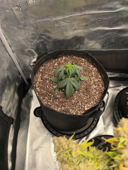 ALL GAS OG AUTO II.. Week 5