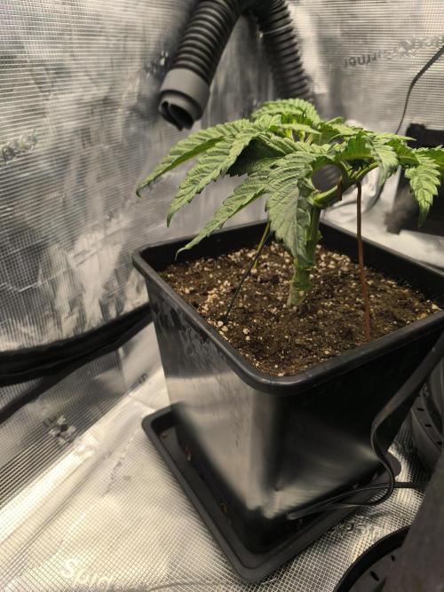 SPECIAL QUEEN 1. Week 5 - Happy  T