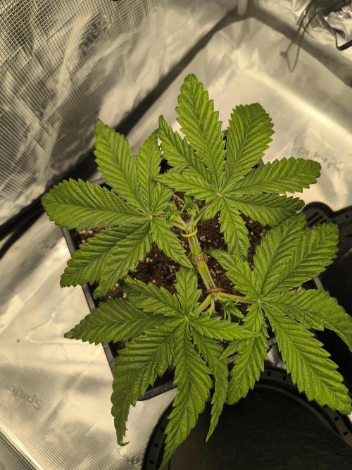 SPECIAL QUEEN 1. Week 5