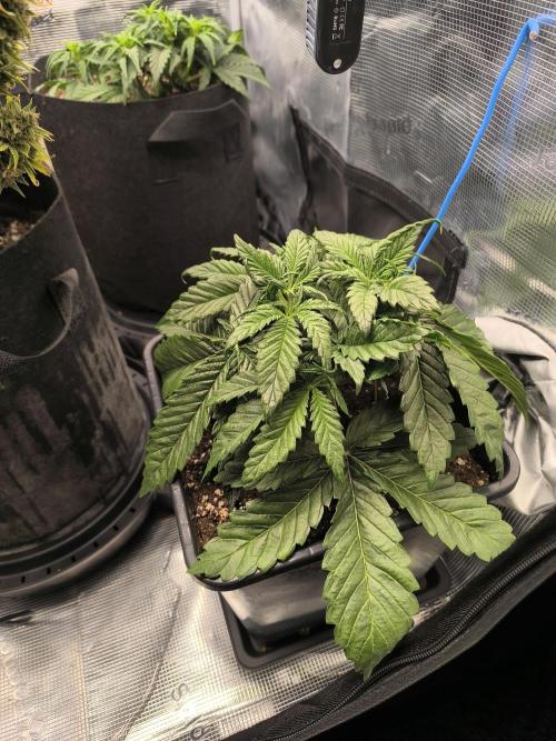 SPECIAL QUEEN 1. Week 5