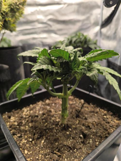 SPECIAL QUEEN 1. Week 5