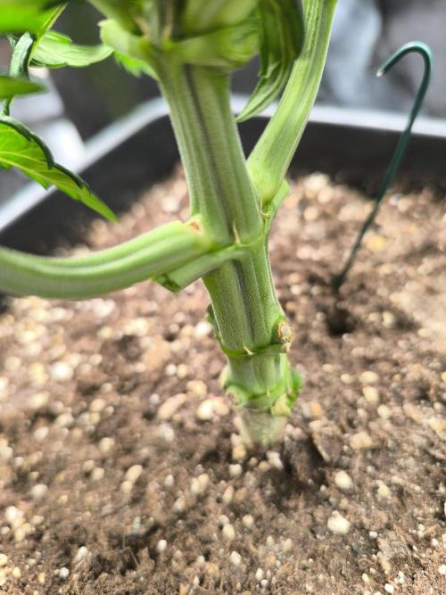 SPECIAL QUEEN 1. Week 5