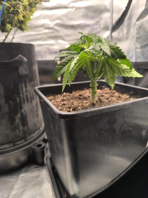 SPECIAL QUEEN 1. Week 5