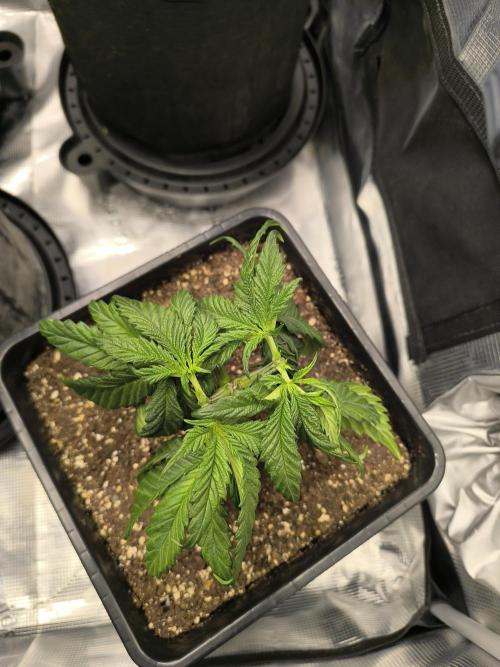 SPECIAL QUEEN 1. Week 5