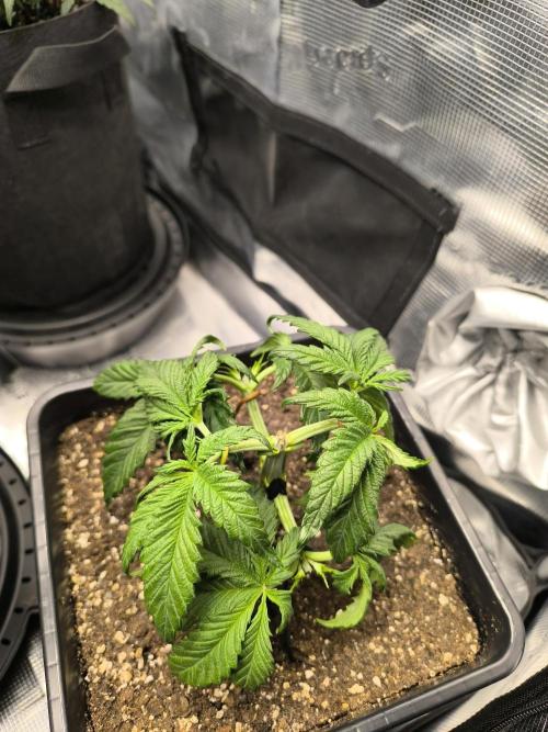 SPECIAL QUEEN 1. Week 5