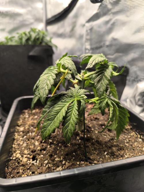 SPECIAL QUEEN 1. Week 5