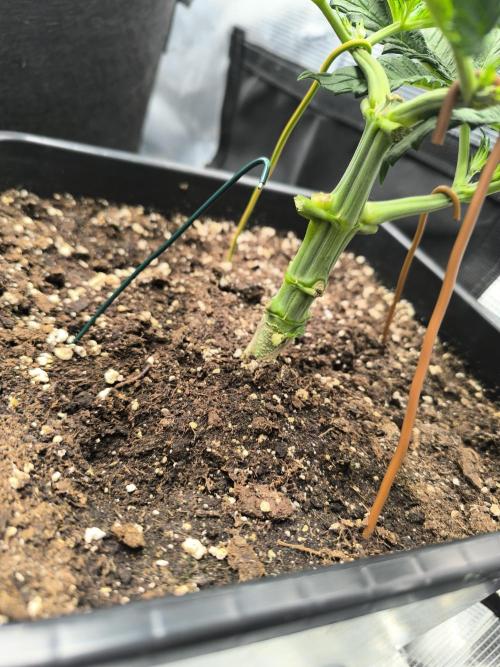 SPECIAL QUEEN 1. Week 5