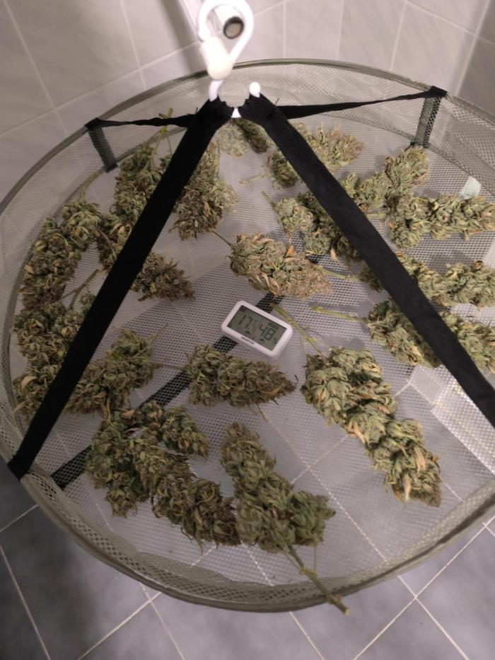 ALL GAS OG AUTO. Week 13