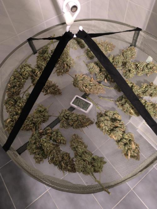 ALL GAS OG AUTO. Week 13