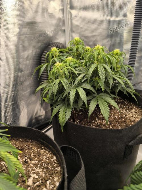 ALL GAS OG AUTO II.. Week 6