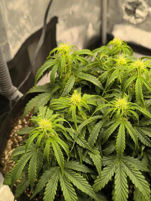 ALL GAS OG AUTO II.. Week 6