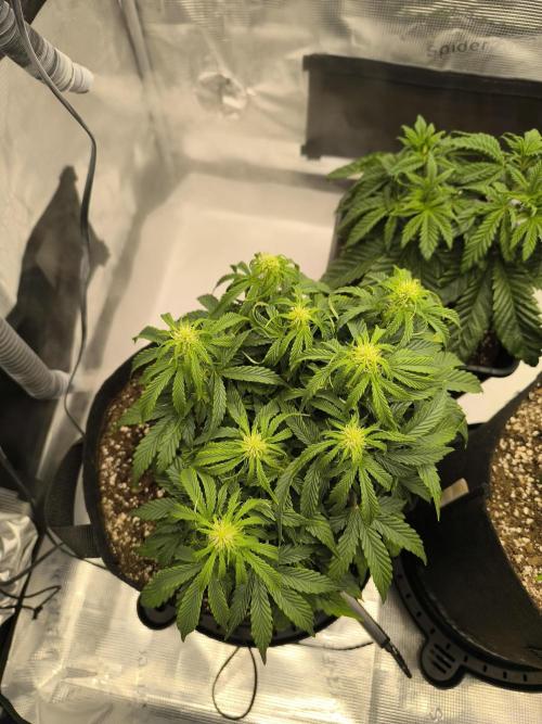 ALL GAS OG AUTO II.. Week 6