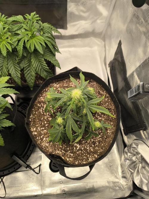 ALL GAS OG AUTO II.. Week 6