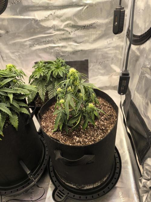 ALL GAS OG AUTO II.. Week 6