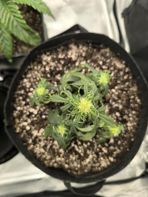 ALL GAS OG AUTO II.. Week 6