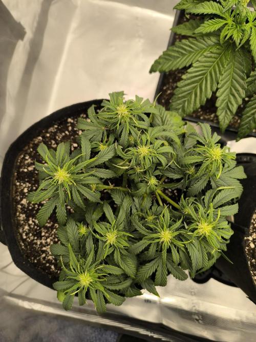 ALL GAS OG AUTO II.. Week 6