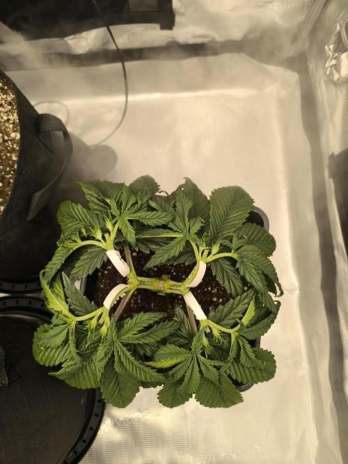 SPECIAL QUEEN 1. Week 6