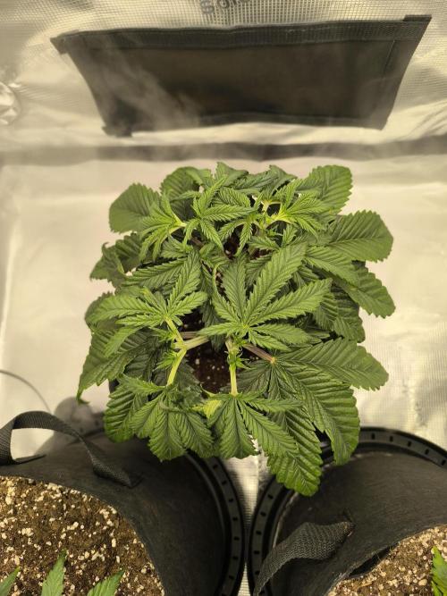 SPECIAL QUEEN 1. Week 6