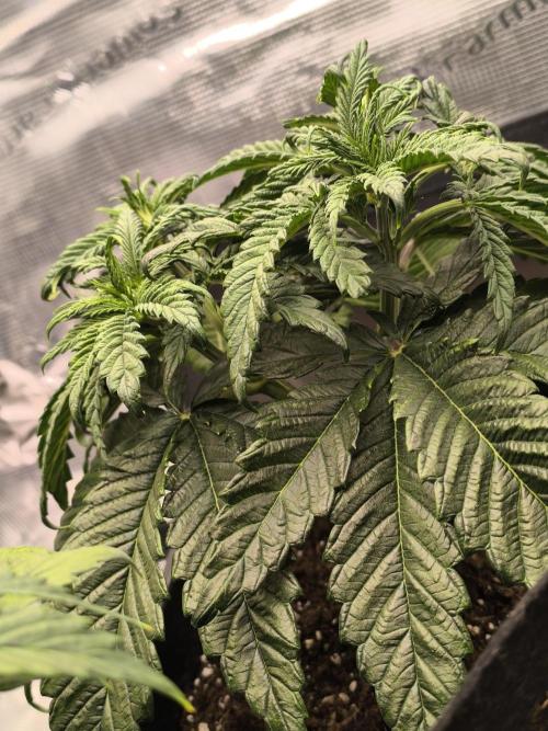 SPECIAL QUEEN 1. Week 6