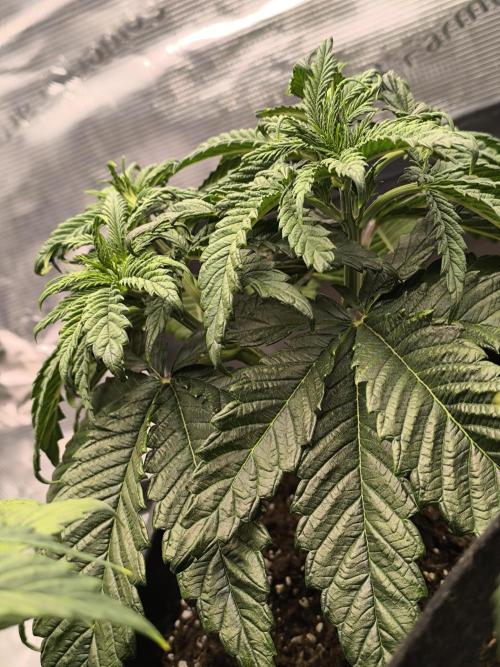 SPECIAL QUEEN 1. Week 6